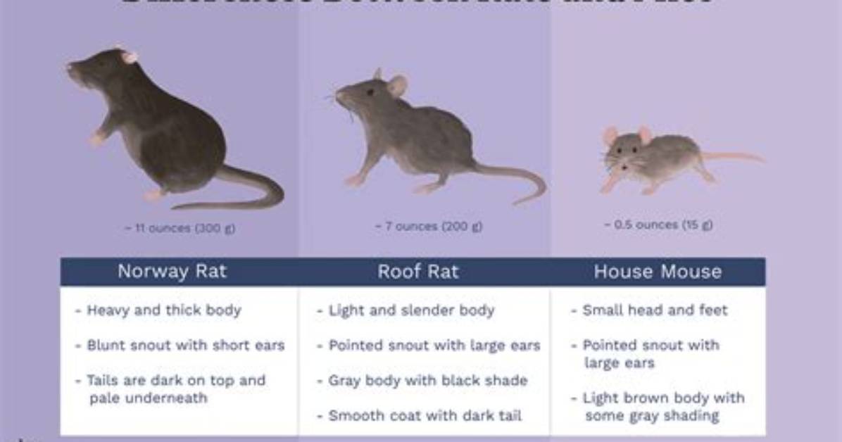 Do I Have Rats or Mice