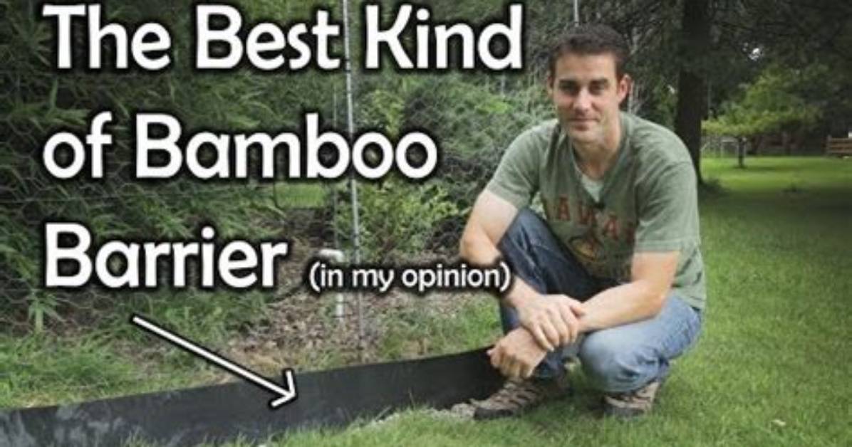 Do I Need a Barrier for Clumping Bamboo?