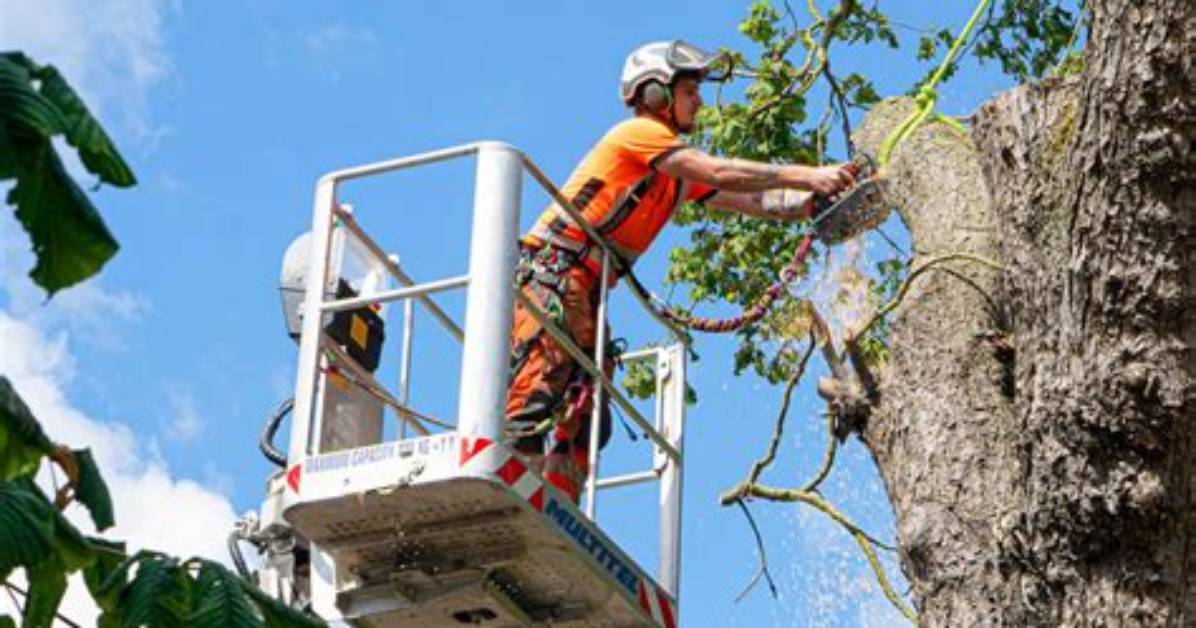 Do I Need a Tree Surgeon?