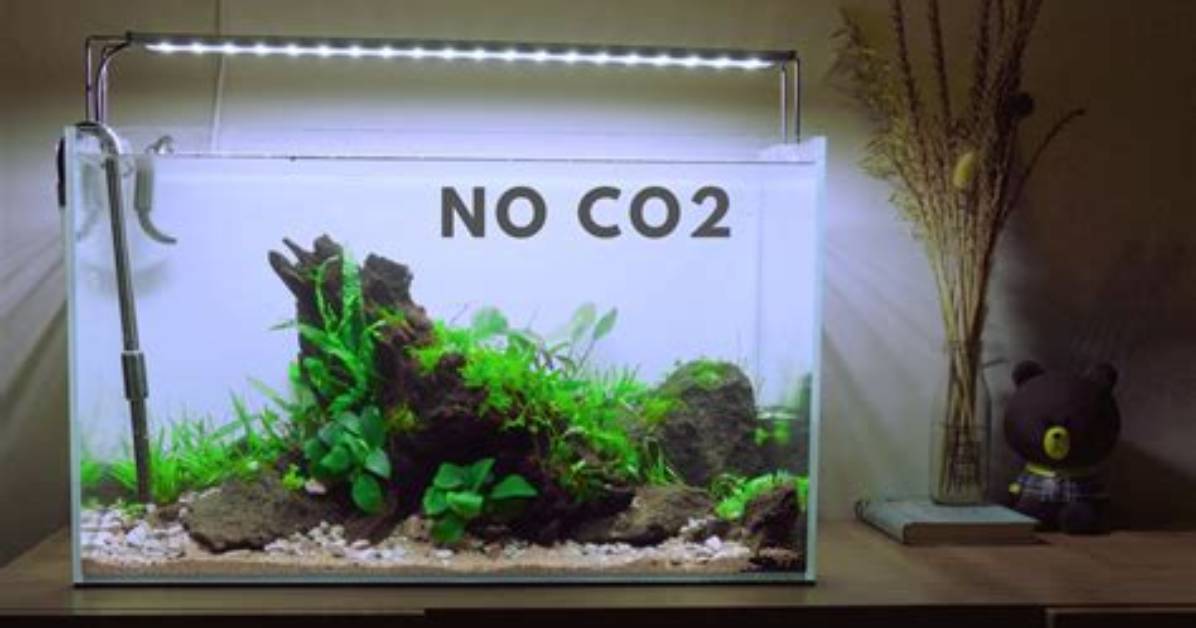 Do I Need Co2 for Planted Tank?