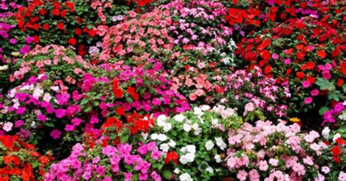 Do Impatiens Flowers Come Back Every Year