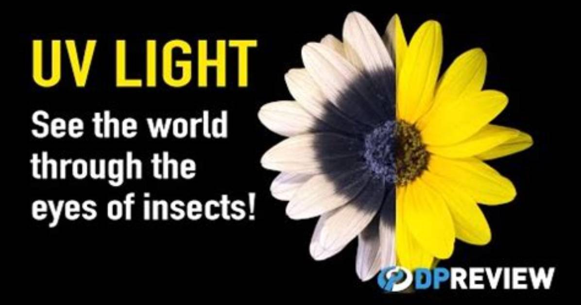 Do Insects See Ultraviolet Light?