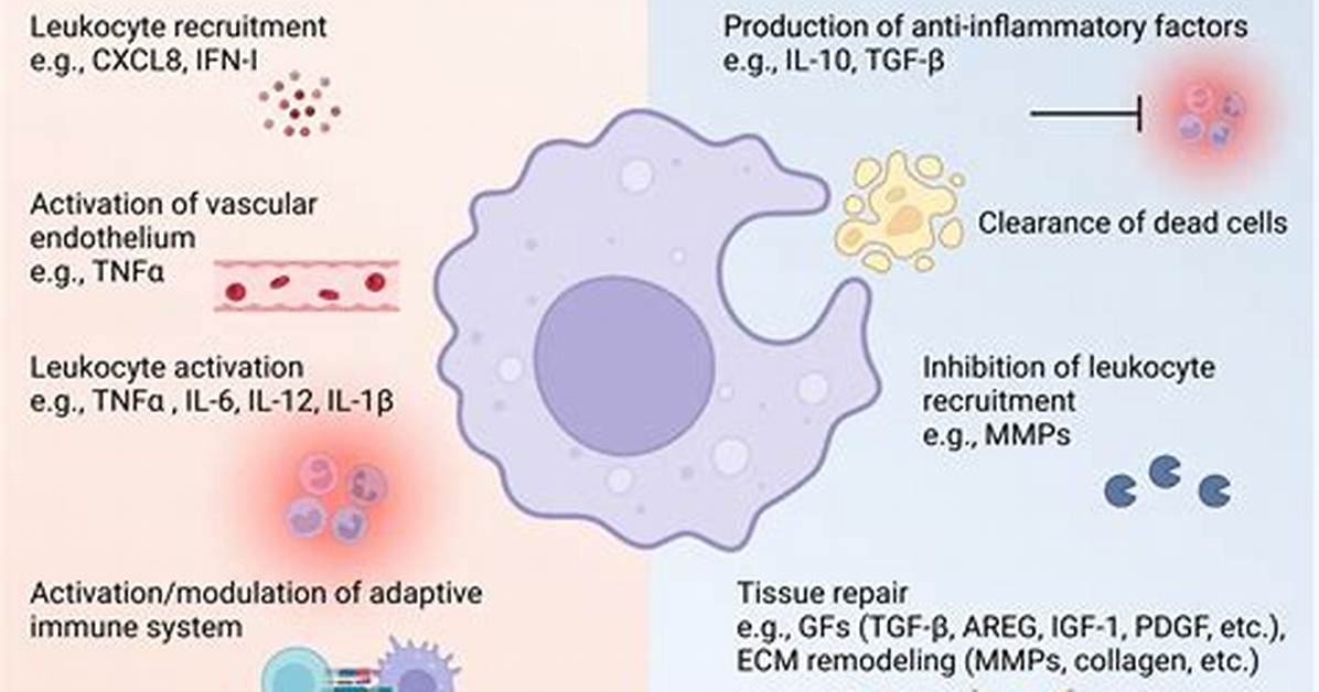 Do Interferons Stimulate Macrophages?