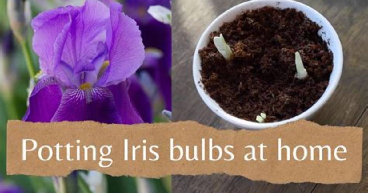 Do Iris Bulbs Dry out?