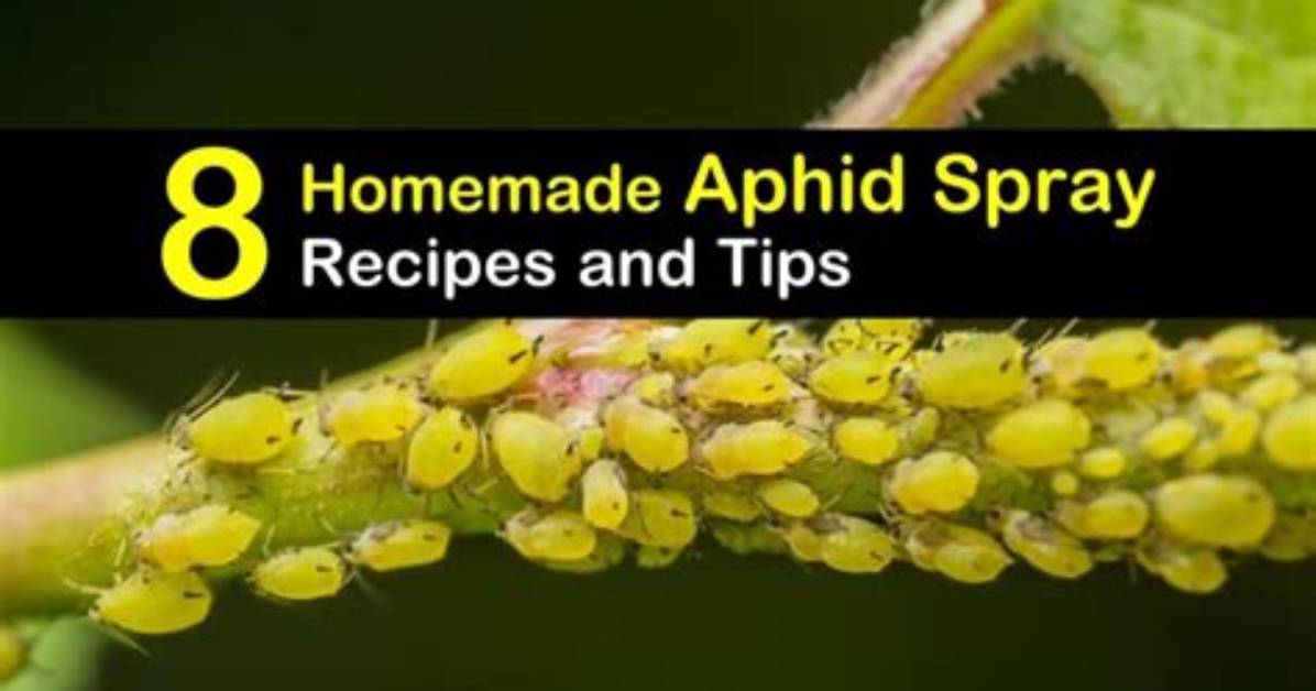 Do It Yourself Aphid Spray?