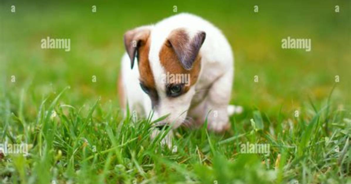 Do Jack Russell Terriers Smell?