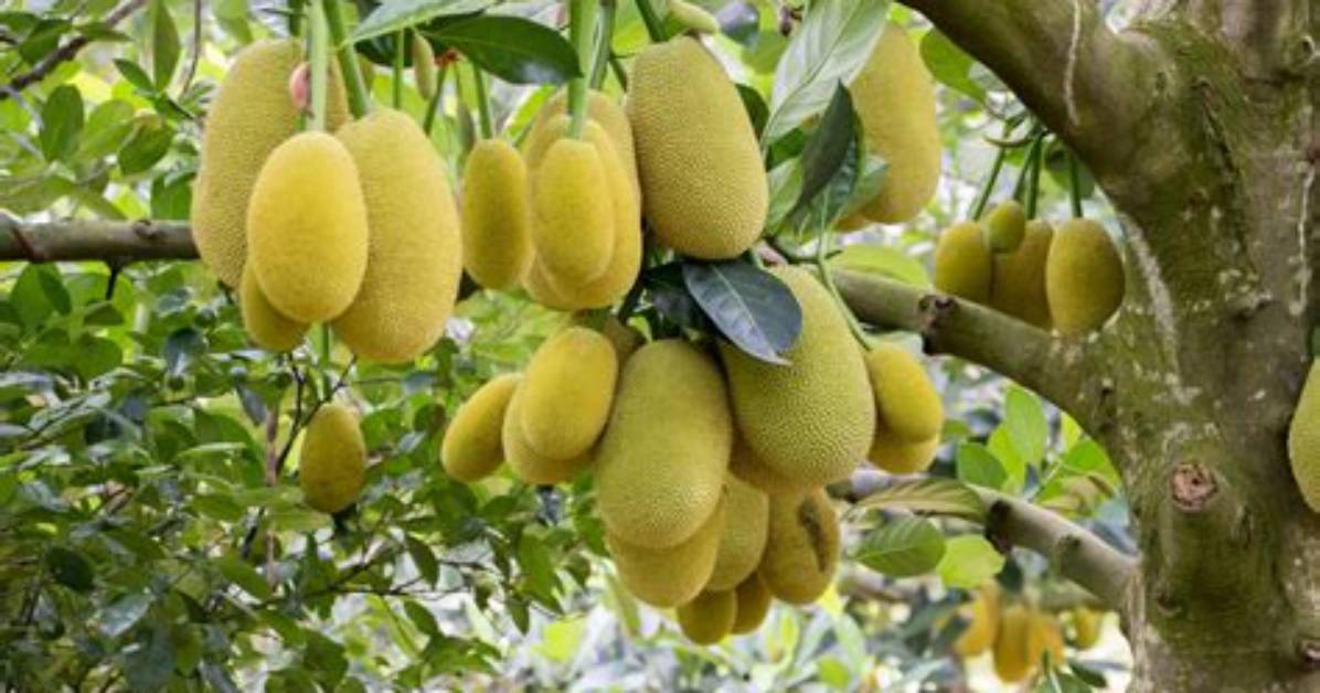 Do Jackfruits Grow on Trees?