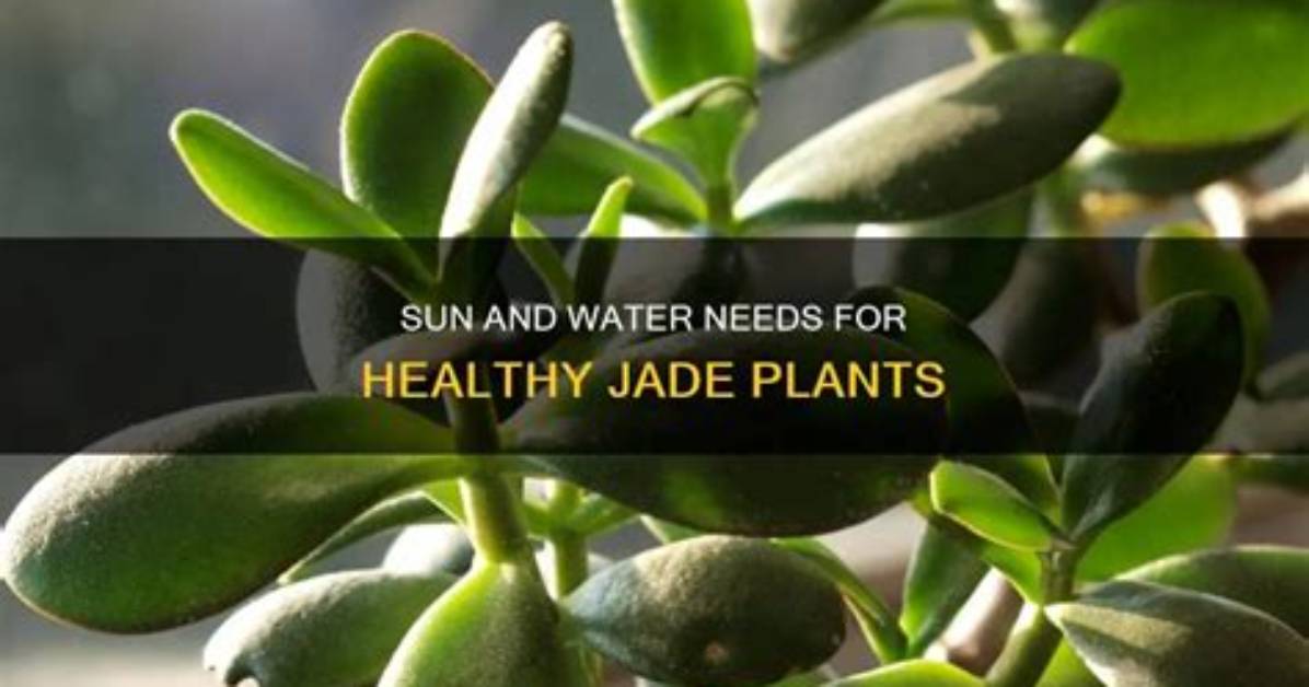 Do Jade Plants Need Sun?