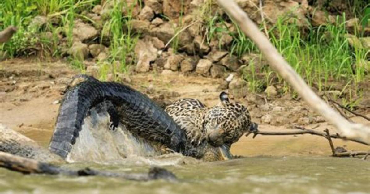 Do Jaguars Eat Black Caimans?