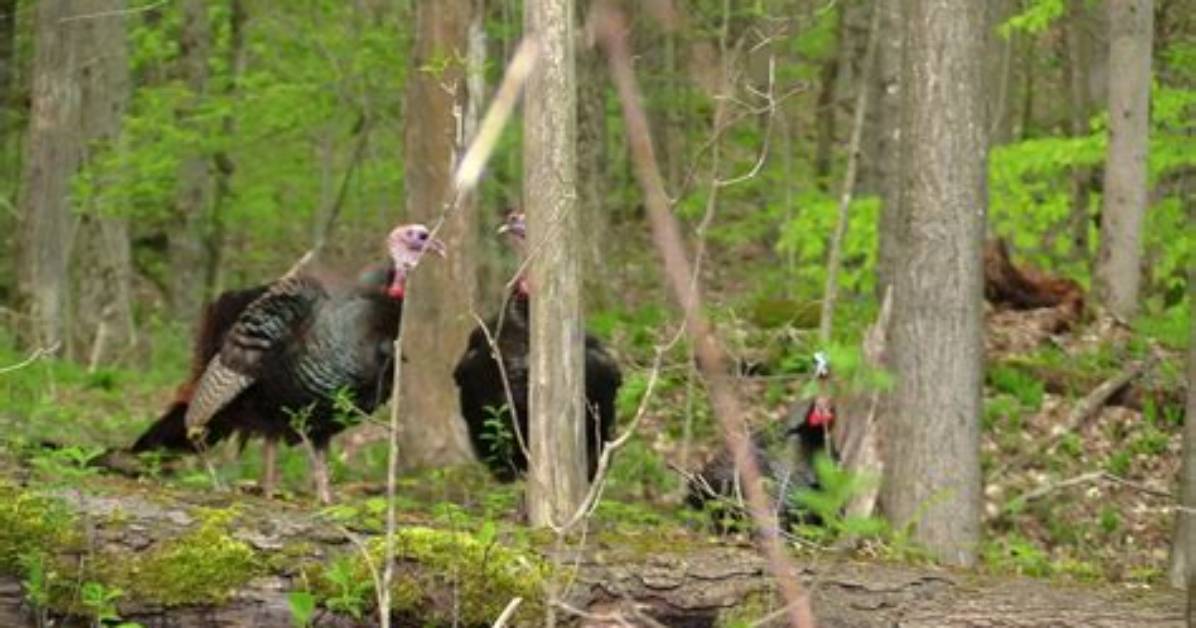 Do Jakes Gobble on the Roost?