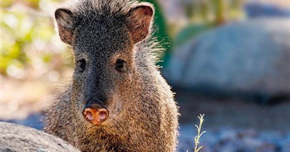 Do Javelinas Spray