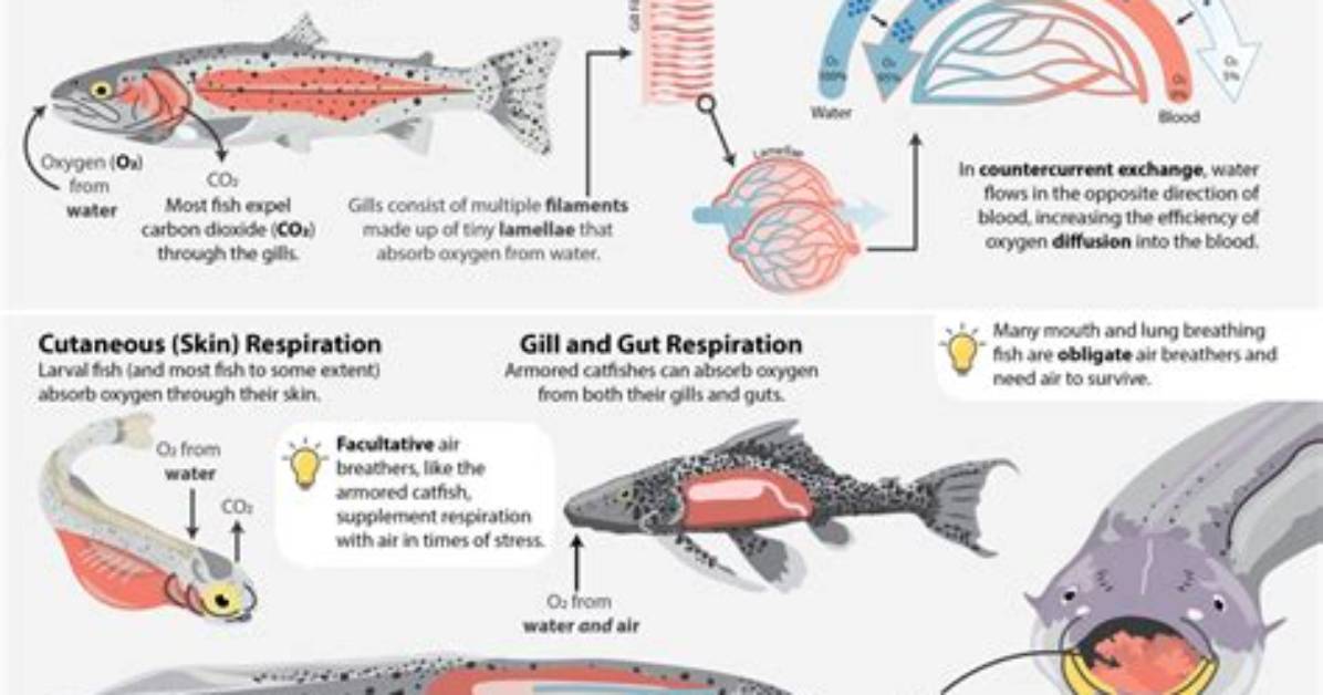 Do Jawless Fish Have Lungs?