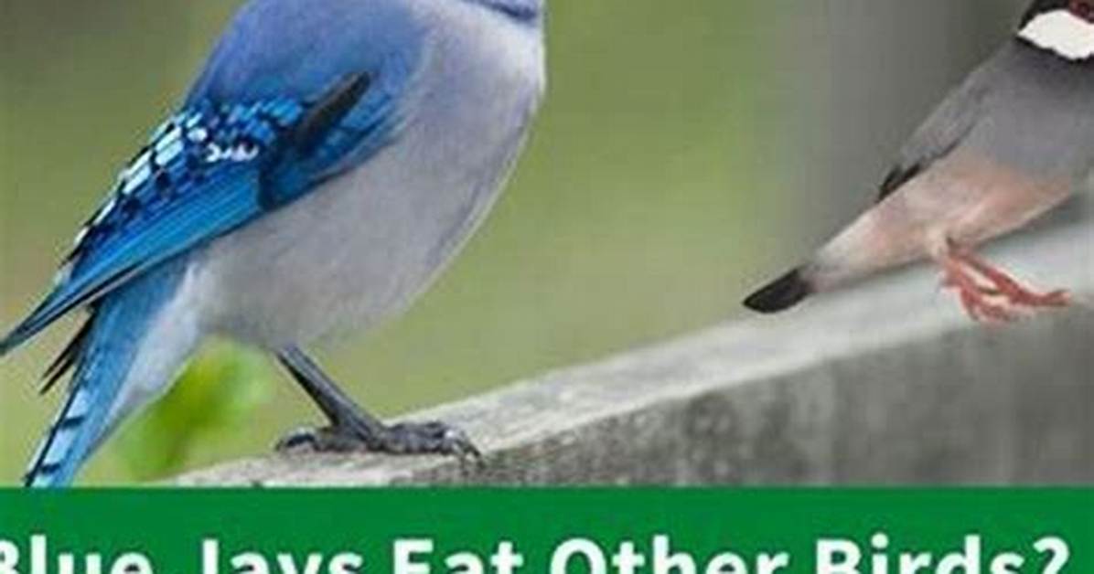 Do Jays Kill Other Birds?