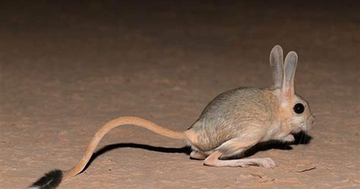 Do Jerboas Only Spawn at Level 1?