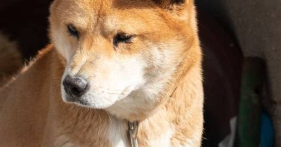 Do Jindo Dogs Bark?