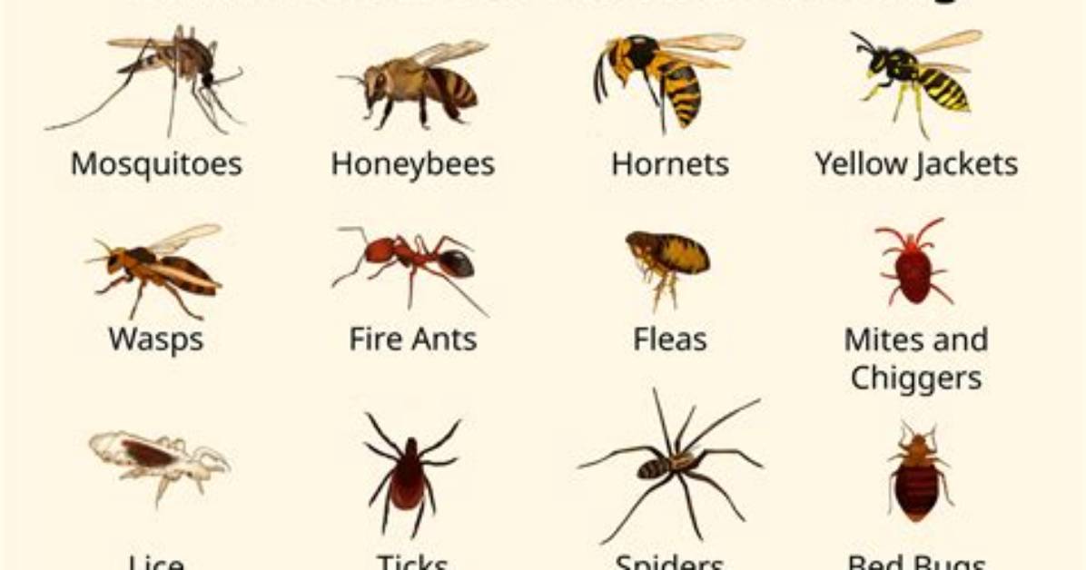 Do July Bugs Sting?