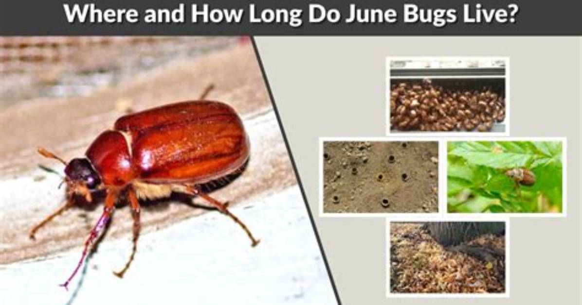 Do June Bugs Start as Grubs?