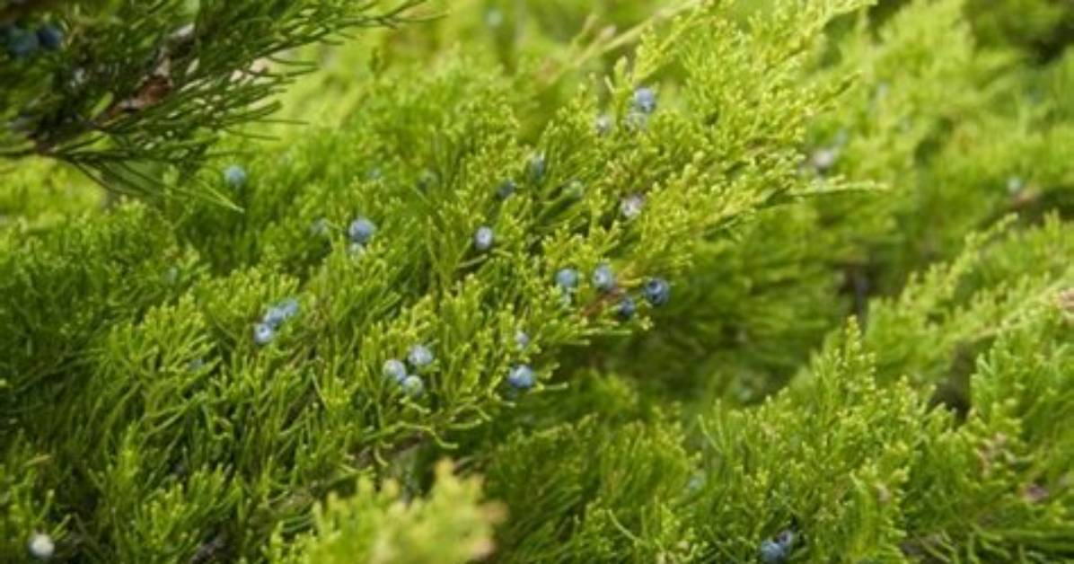 Do Juniper Bushes Smell