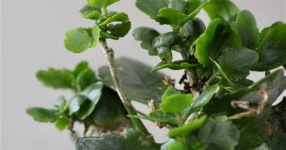 Do Kalanchoe Plants Spread
