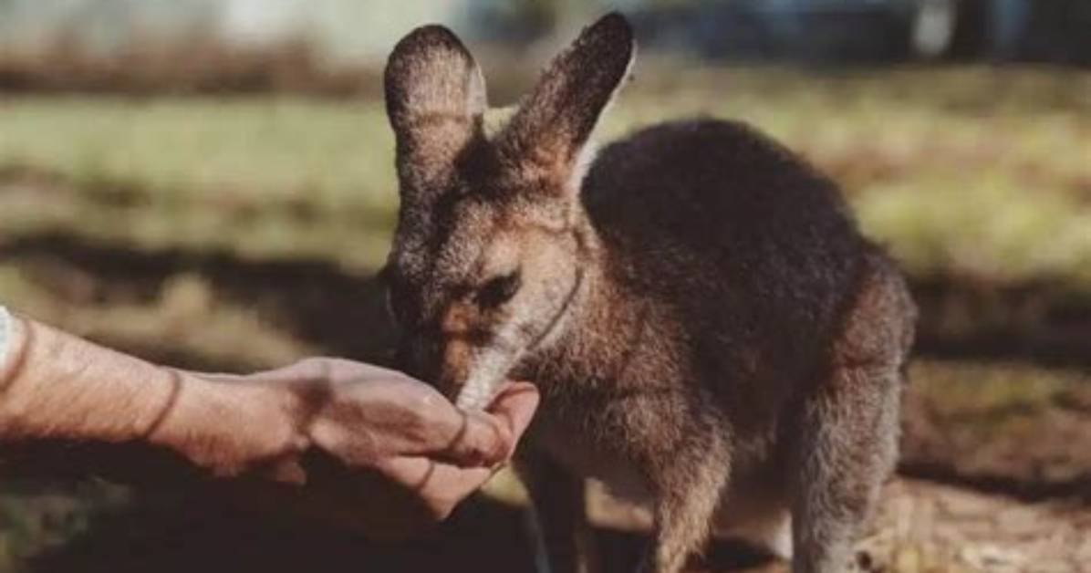 Do Kangaroos Lay Eggs?