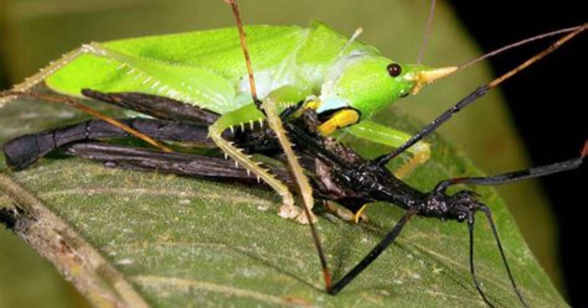 Do Katydids Eat Other Bugs