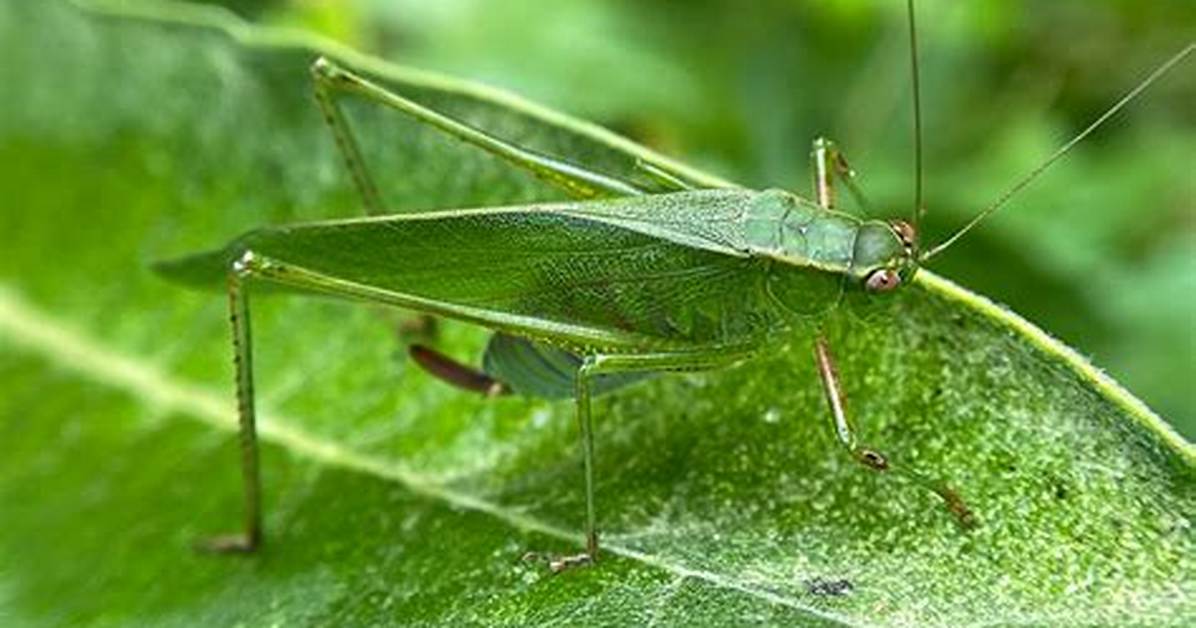 Do Katydids Have Stingers