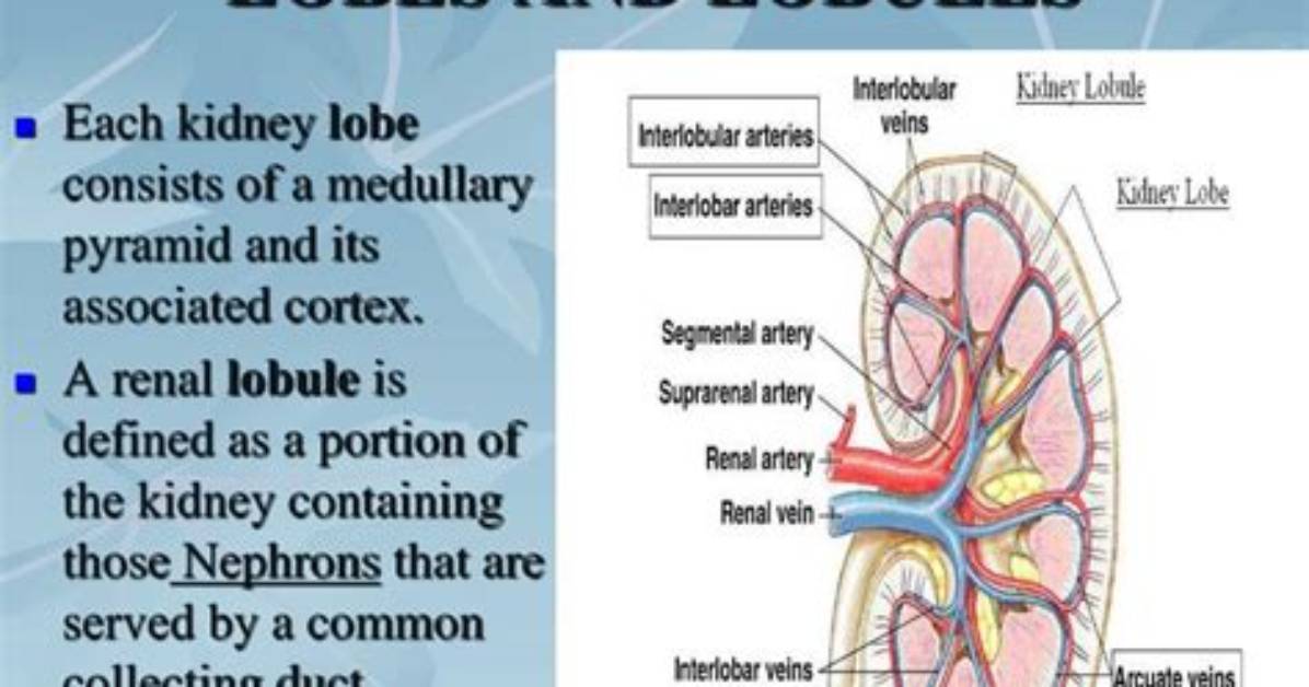 Do Kidneys Have Lobules?