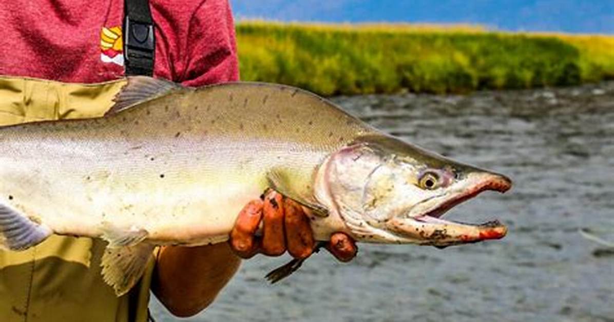 Do King Salmon Bite at Night?