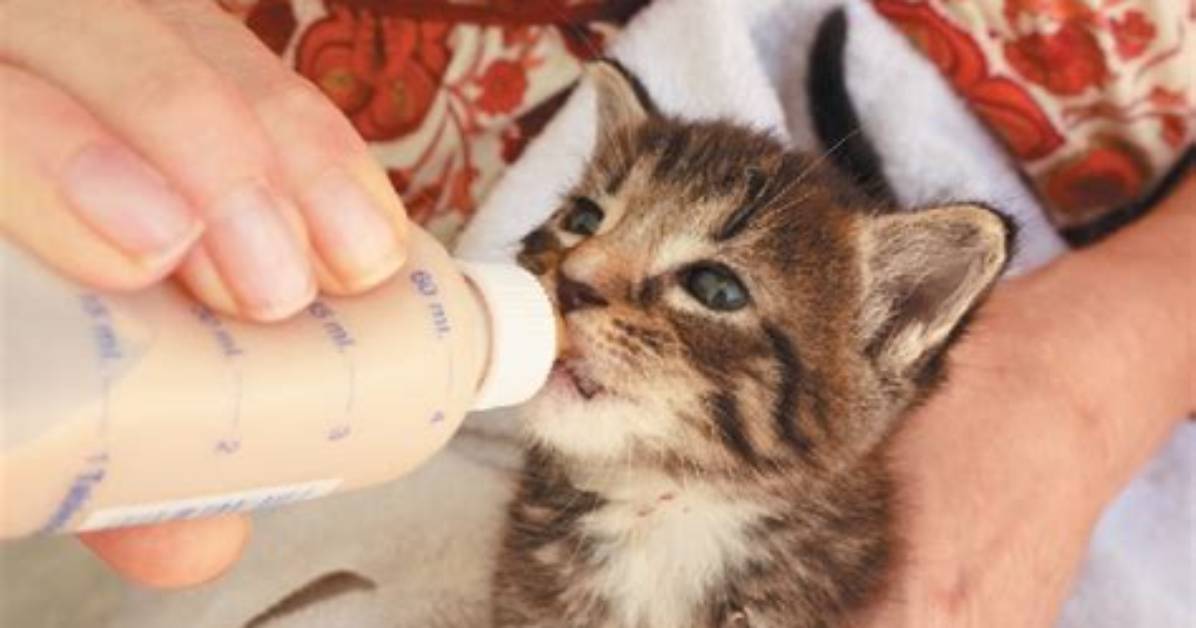 Do Kittens Need to Be Bottle Fed?