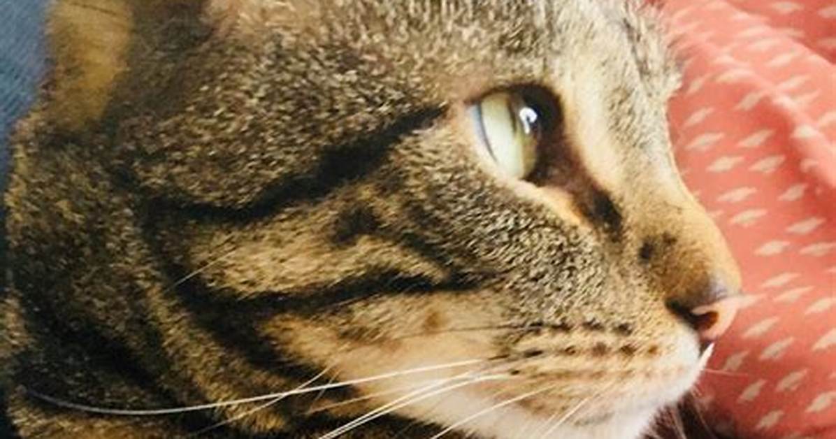 Do Kittens Need to Be Crated?