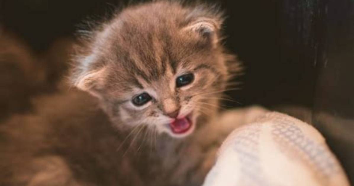 Do Kittens Stop Meowing?