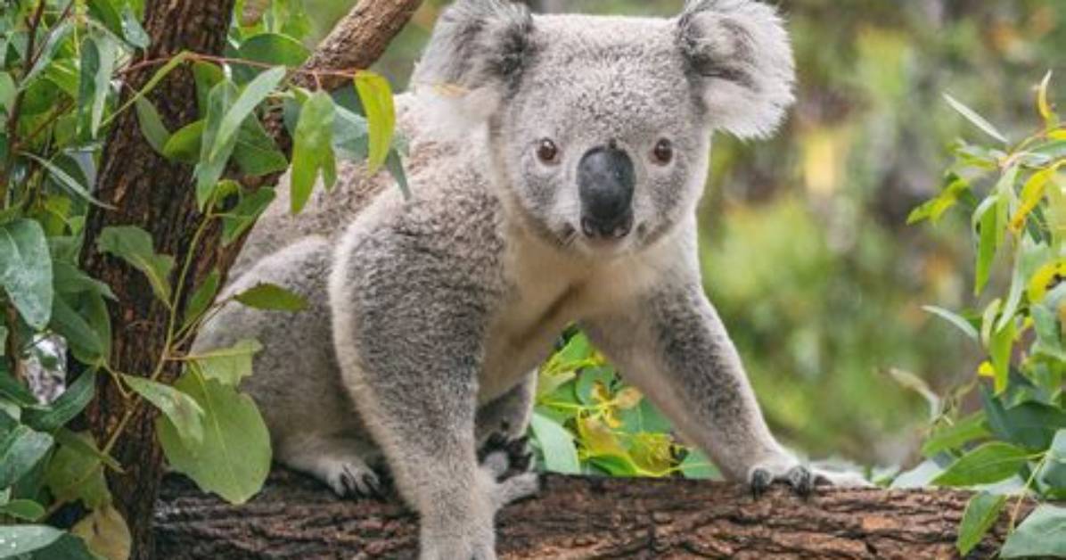 Do Koalas Have Two Peni?
