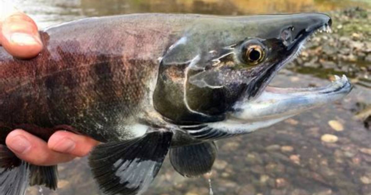 Do Kokanee Have Teeth?