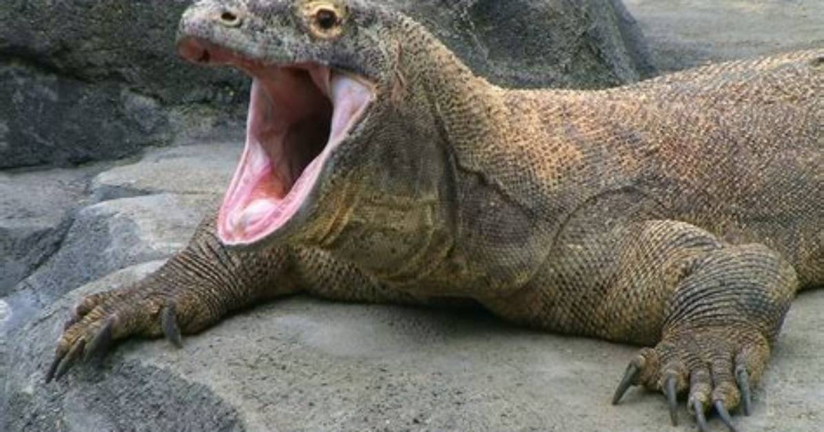 Do Komodo Dragons Bite?