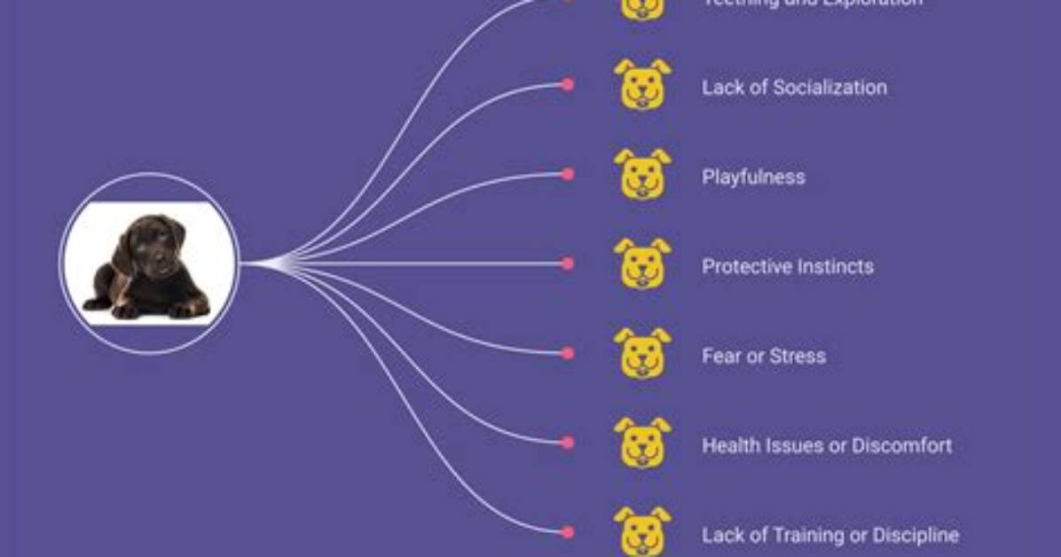 Do Labrador Retrievers Bite?