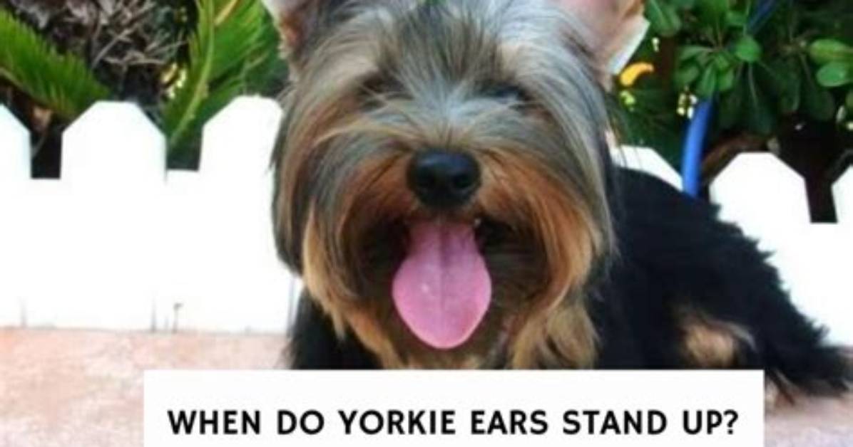 Do Labs Ears Stand up?