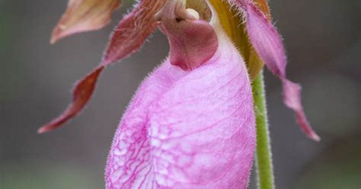 Do Lady Slippers Bloom Every Year?