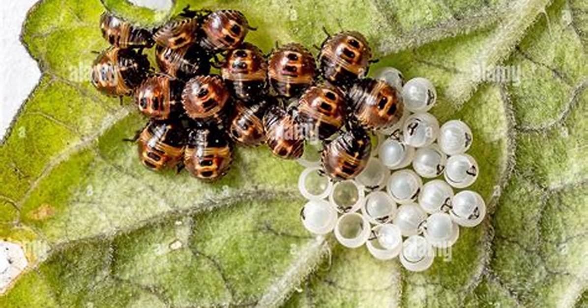 Do Ladybirds Lay Eggs?