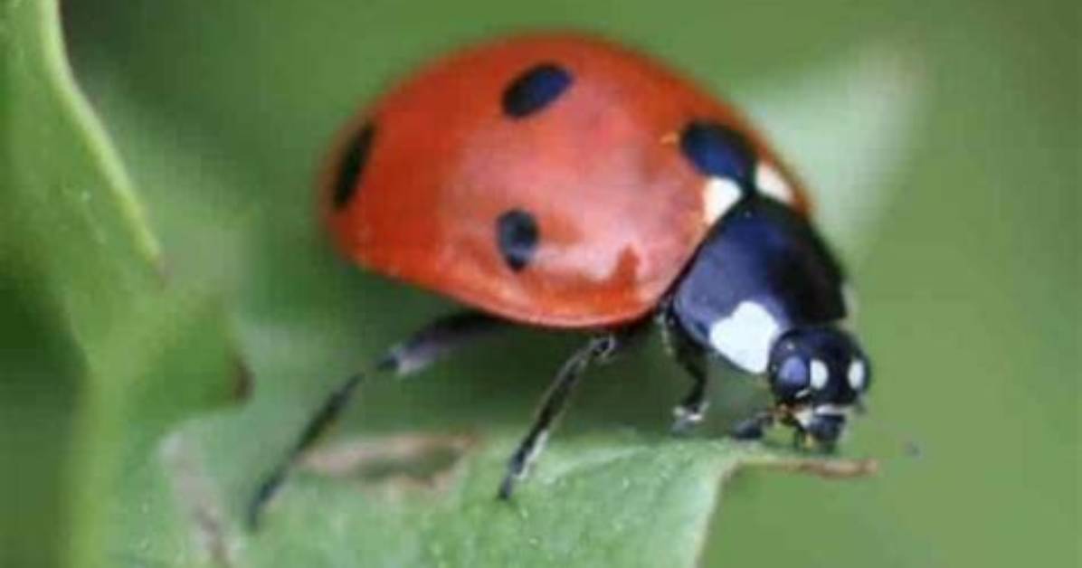 Do Ladybugs Eat Gnats