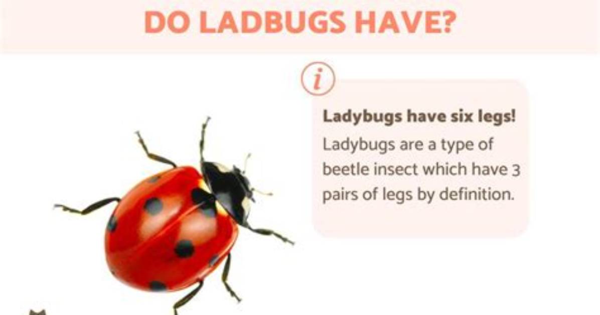 Do Ladybugs Have 4 Legs?