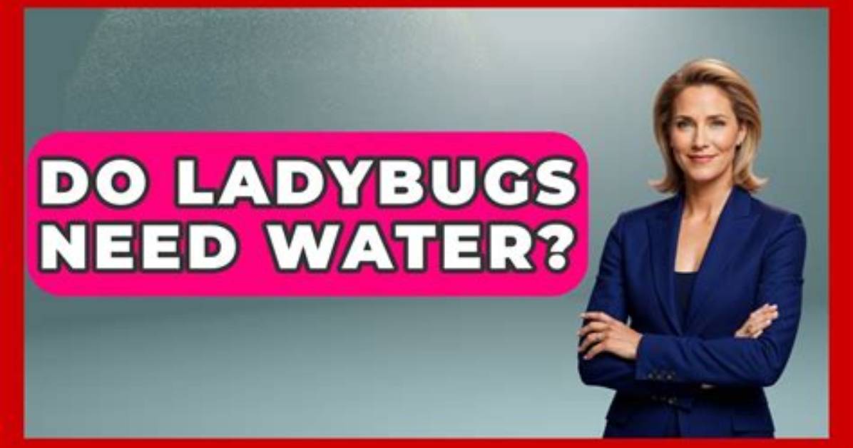 Do Ladybugs Need Water