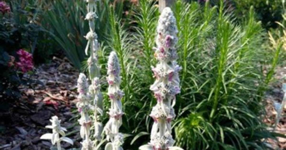 Do Lambs Ear Plants Spread
