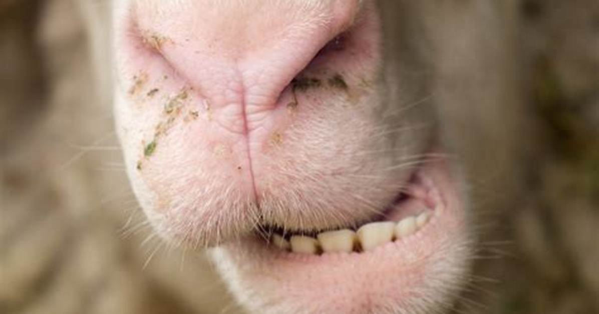 Do Lambs Have Teeth? | Contextresponse. Com