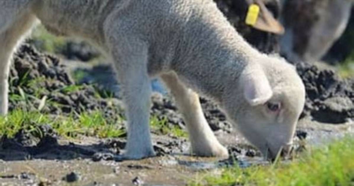 Do Lambs Need Water?
