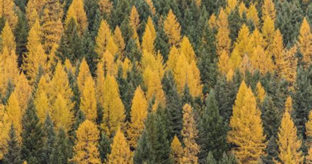 Do Larch Trees Lose Their Needles?
