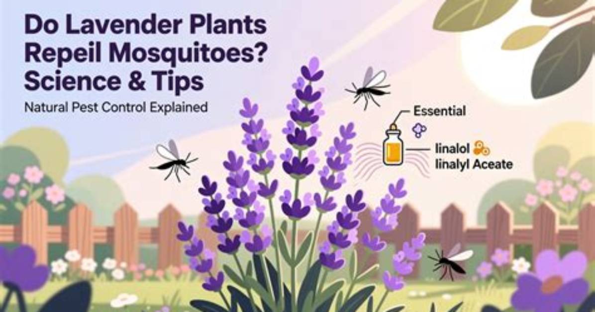 Do Lavender Candles Repel Mosquitoes