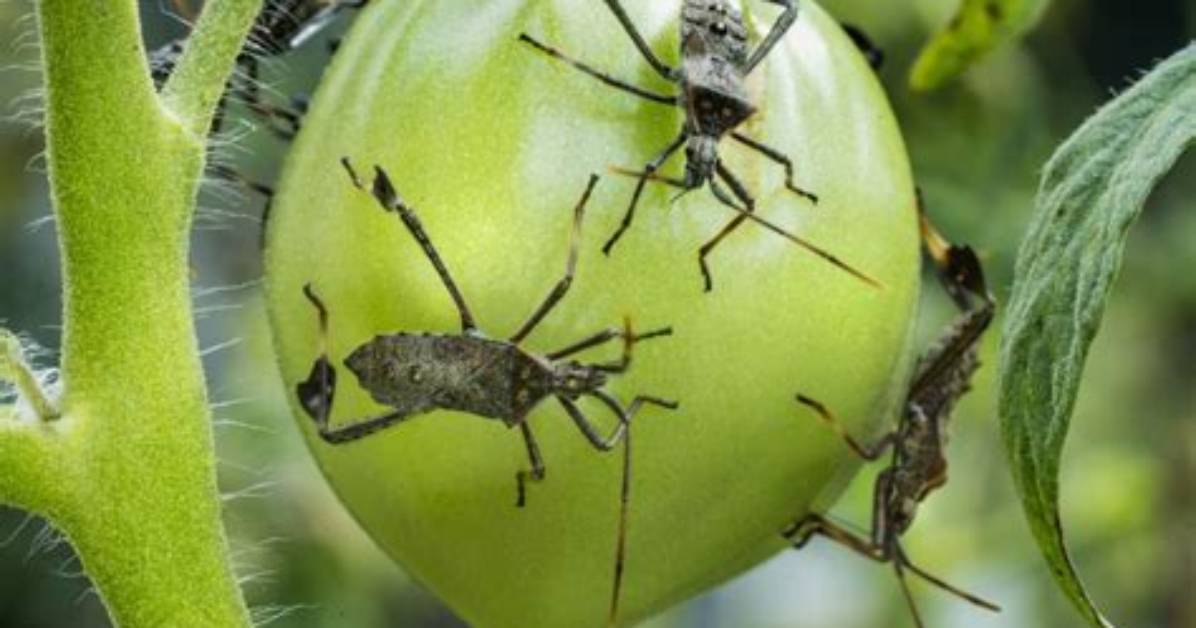 Do Leaf Footed Bugs Eat Tomatoes