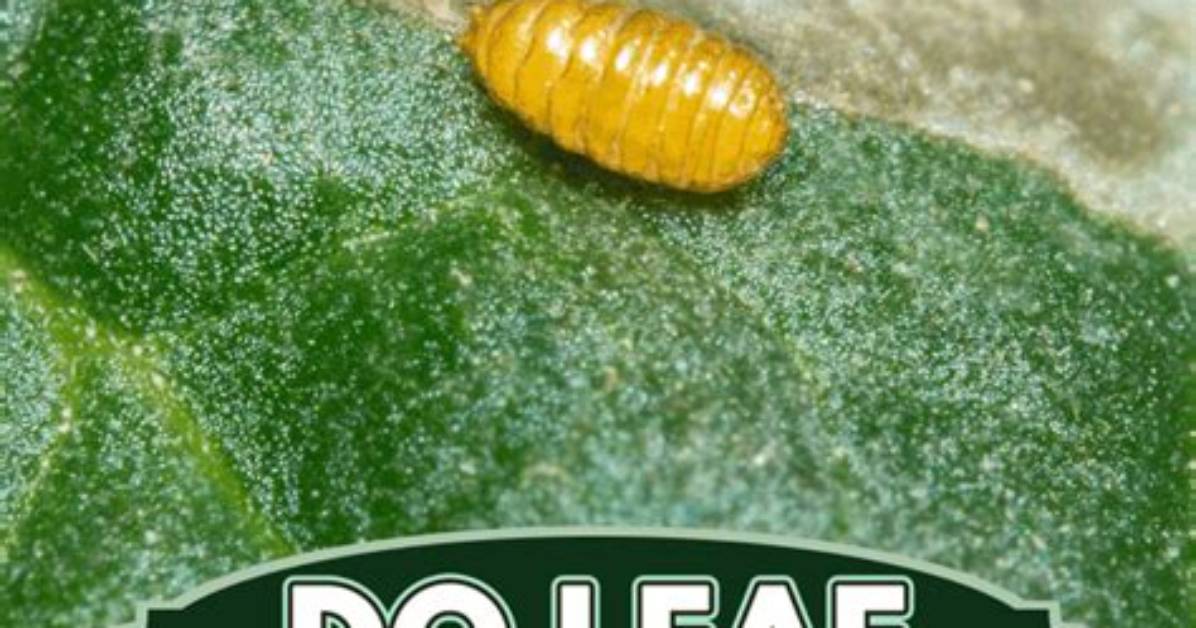 Do Leaf Miners Live in Soil