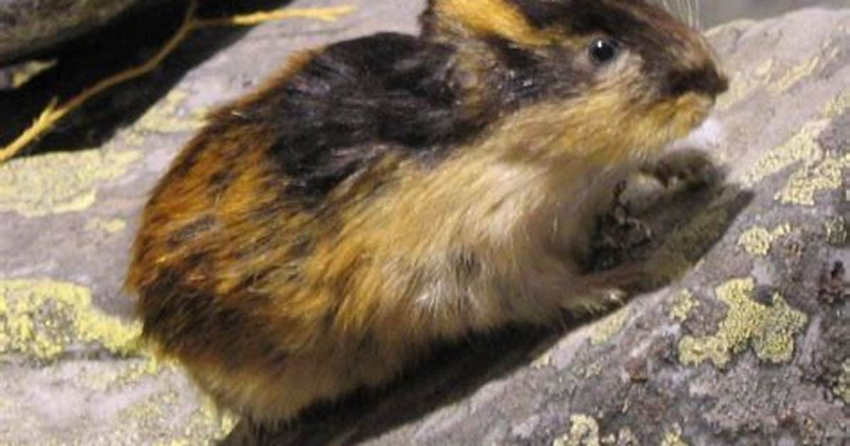 Do Lemmings Explode