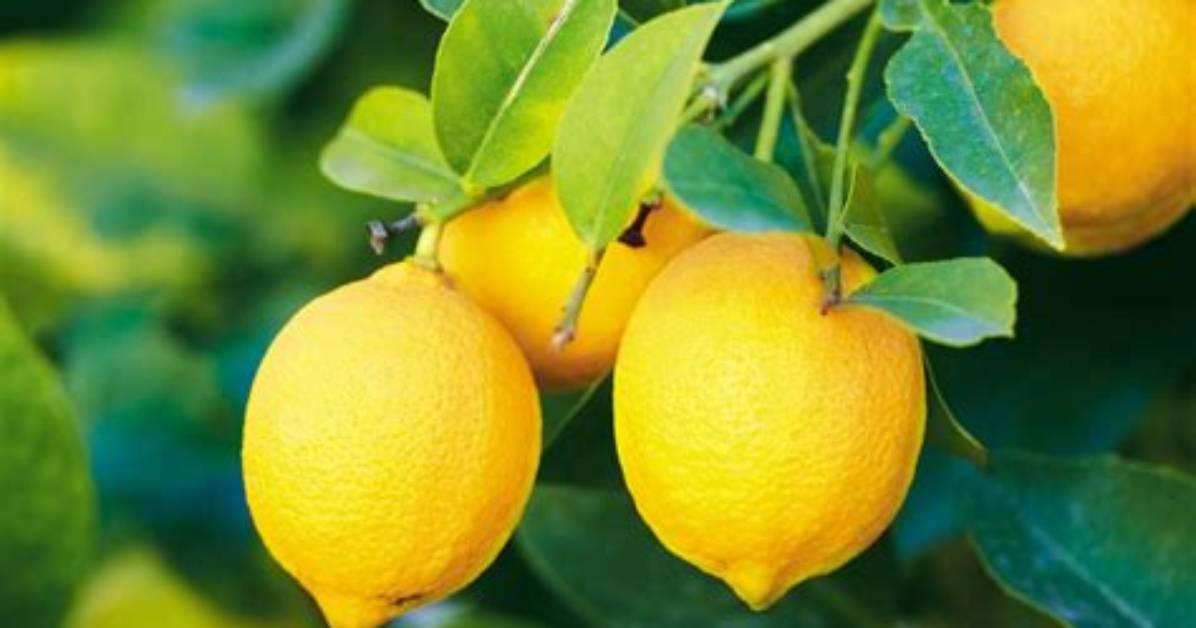 Do Lemons Grow in Hawaii